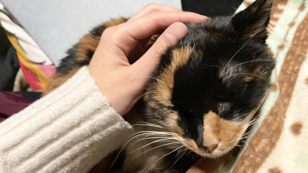 ShionCatLife_ tweet picture