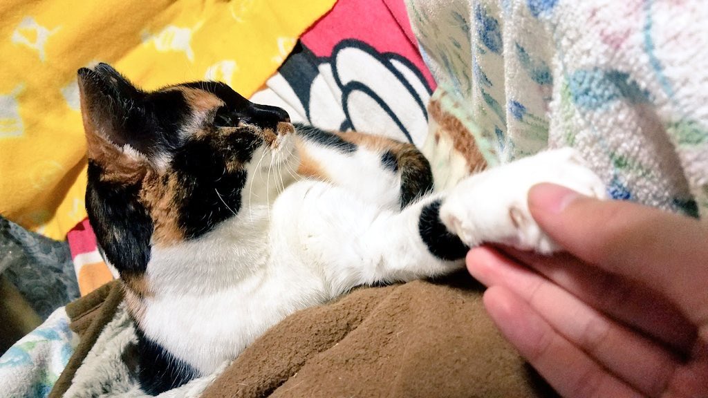 ShionCatLife_ tweet picture