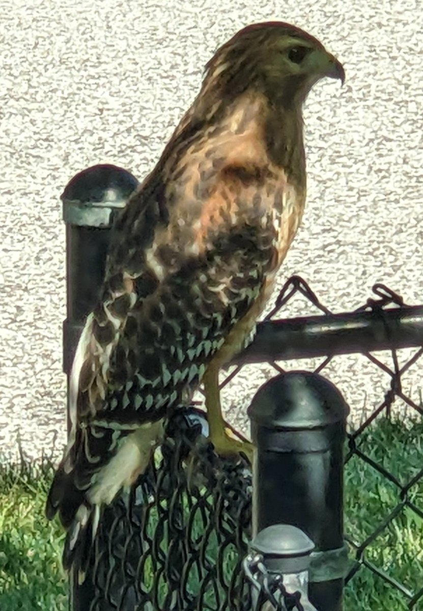 Marie_in_KS's tweet photo. Beautiful juvenile red tailed hawk on our fence looking for chipmunks. https://t.co/8KgQA4Hy59