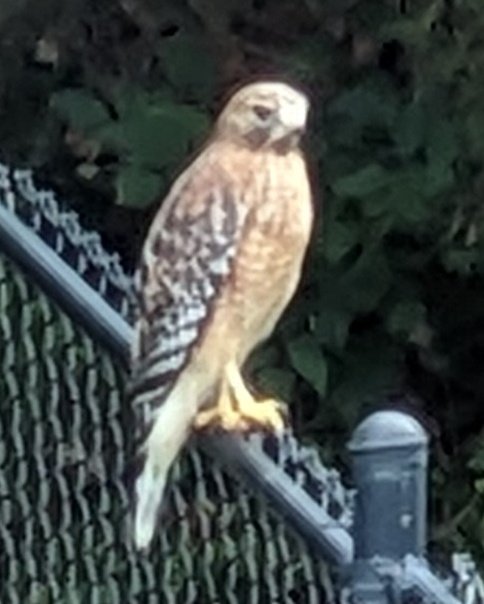 Marie_in_KS's tweet photo. Beautiful juvenile red tailed hawk on our fence looking for chipmunks. https://t.co/8KgQA4Hy59