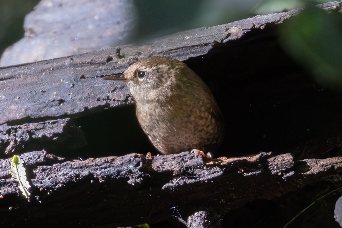 StevenC_in_NYC's tweet photo. House Wren, The Ramble, Central Park, Upper West Side, NYC. @BirdCentralPark #cpbird #birdcpp https://t.co/a4rKhFN0gT