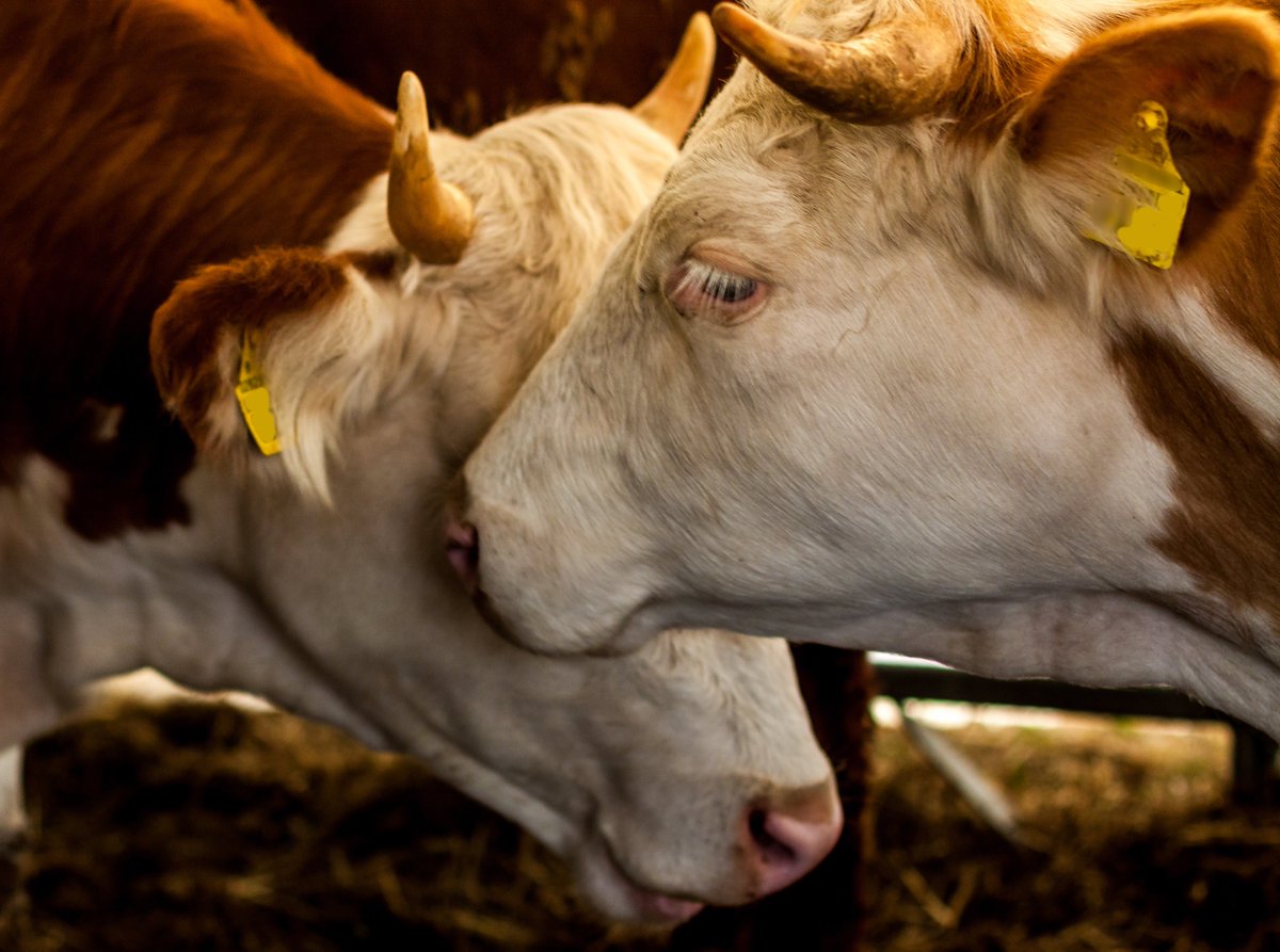 MercyForAnimals's tweet photo. They feel fear and pain the same way we do. 💔 https://t.co/qq7E80ZG94