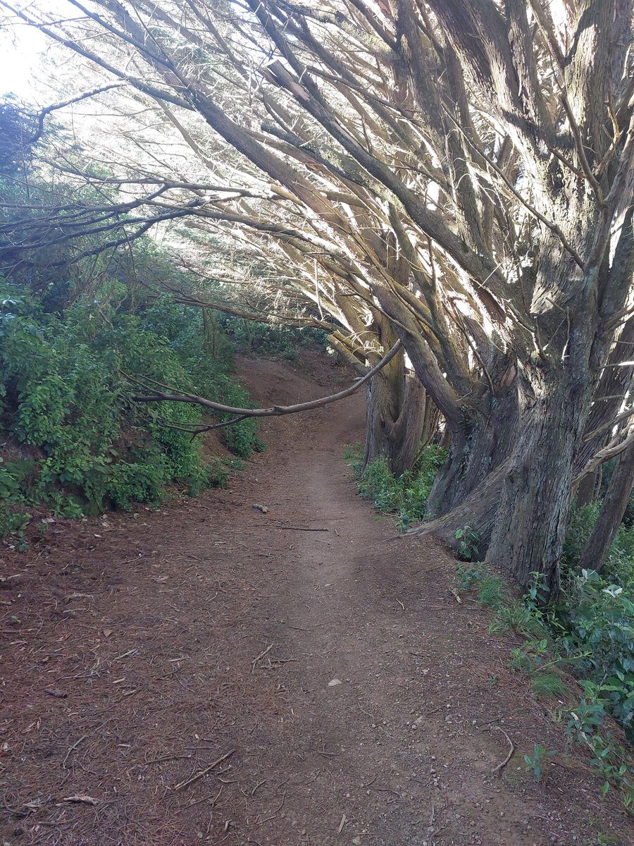 Icymi <a href="/WgtnCC/">Wellington City Council</a> this is on Te Ahumairangi EW Connector