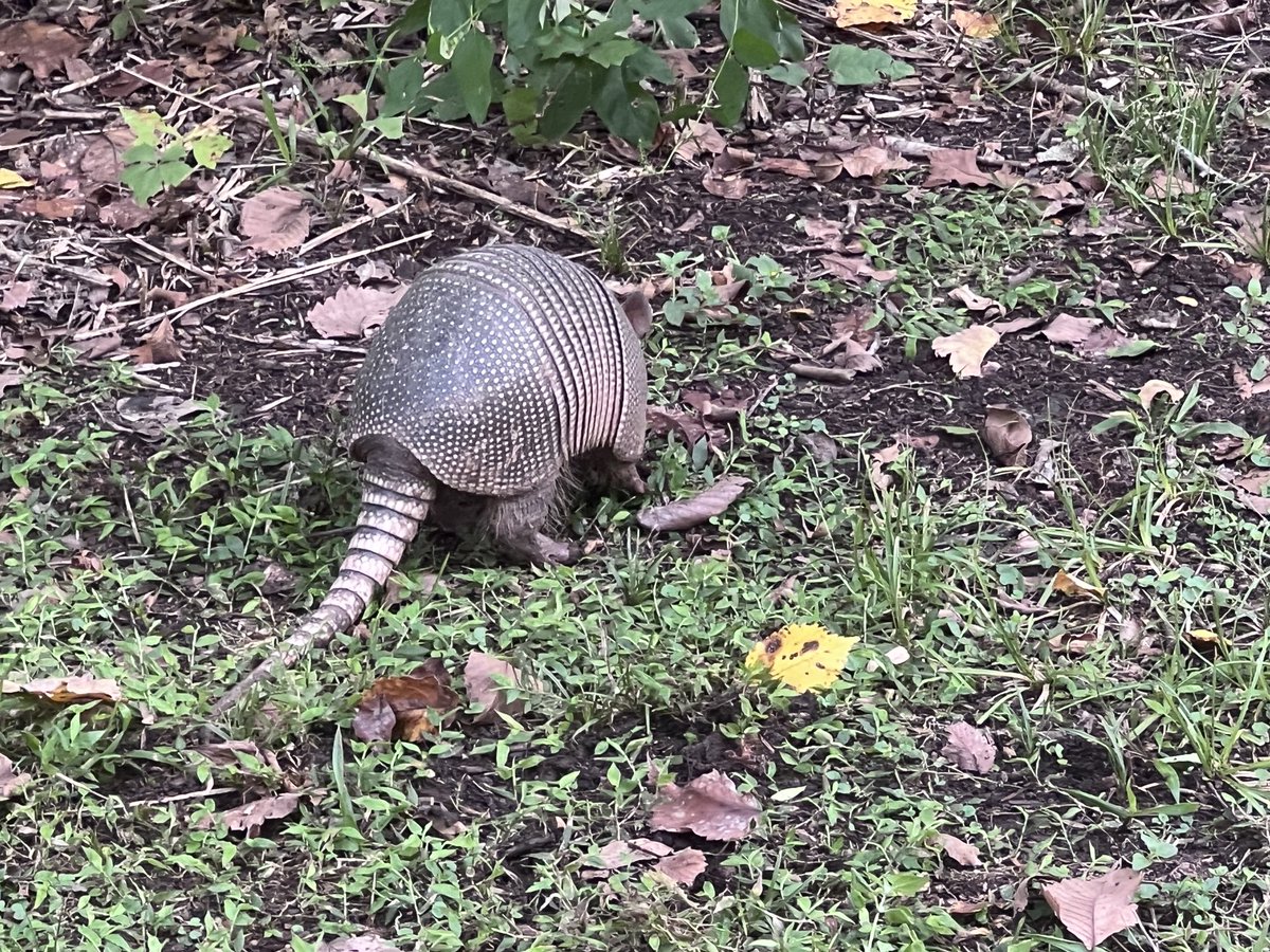 #armadillo interesting seeing one of these in the park!