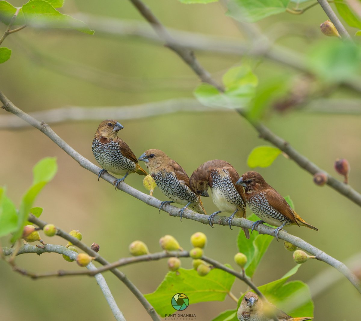 Nothing more satisfying than watching a bunch of Scaly-breasted Munia preening together on a branch.
#IndiAves
#birdwatching 
#BirdsInHabitat 
#ThePhotoHour 
#BirdsSeenIn2023 
#wildlifephotography 
#NaturePhotography