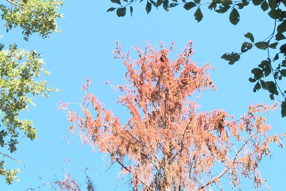 Changement climatique : des arbres totalement desséchés et attaqués par des parasites, les forêts sont en souffrance france3-regions.francetvinfo.fr/occitanie/haut…