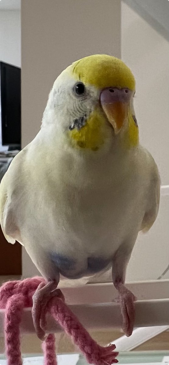 【拡散希望】
セキセイインコの迷子情報です

場所：埼玉県越谷市　東越谷6丁目
日時：23/09/29
名前：たまちゃん
特徴：白色だが　所々黄色混じり　背中は青　腹部は少し青

情報お持ちの方、下記までご連絡を
tsubasa0615@gmail.com
情報拡散のご協力お願いします