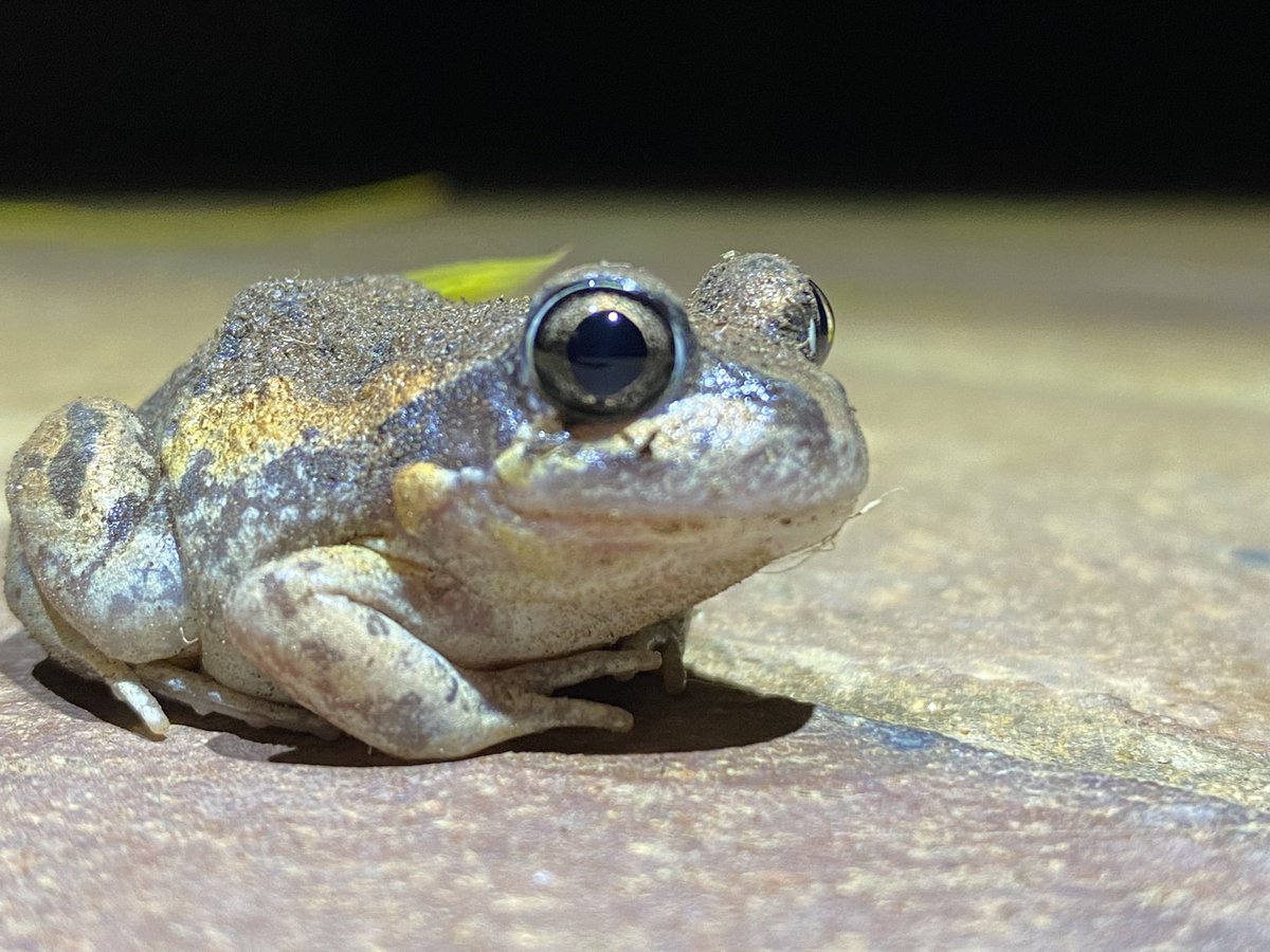 Isabella CK tweet media