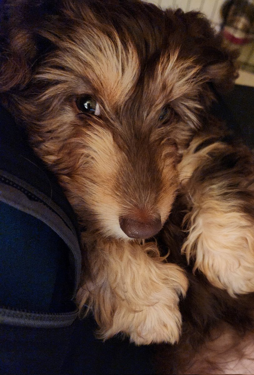 Minnie snuggles before bed 🥰🐾🐶