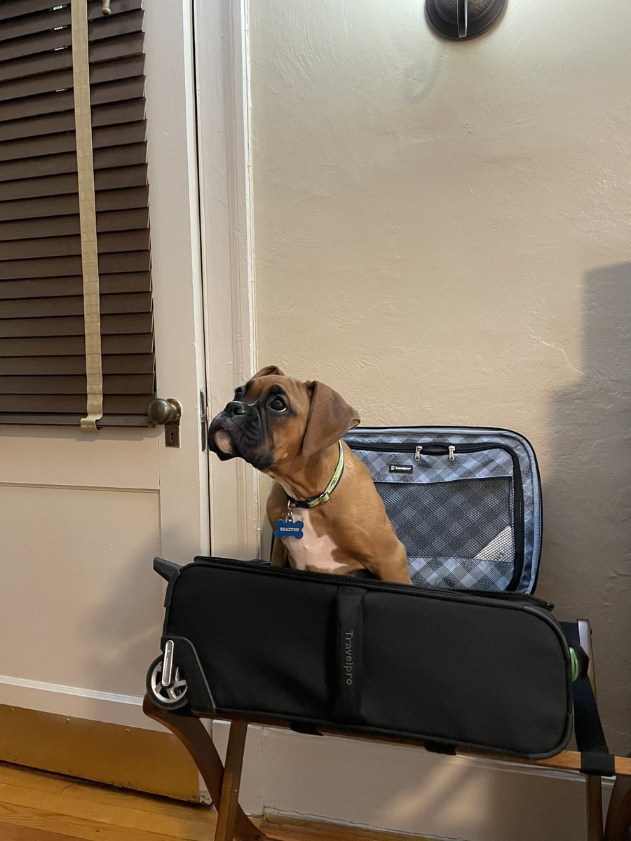 MeredithVantres's tweet photo. @JonahDispatch Braxton doesn’t like when her people get out suitcases https://t.co/lJZQE0cfLr