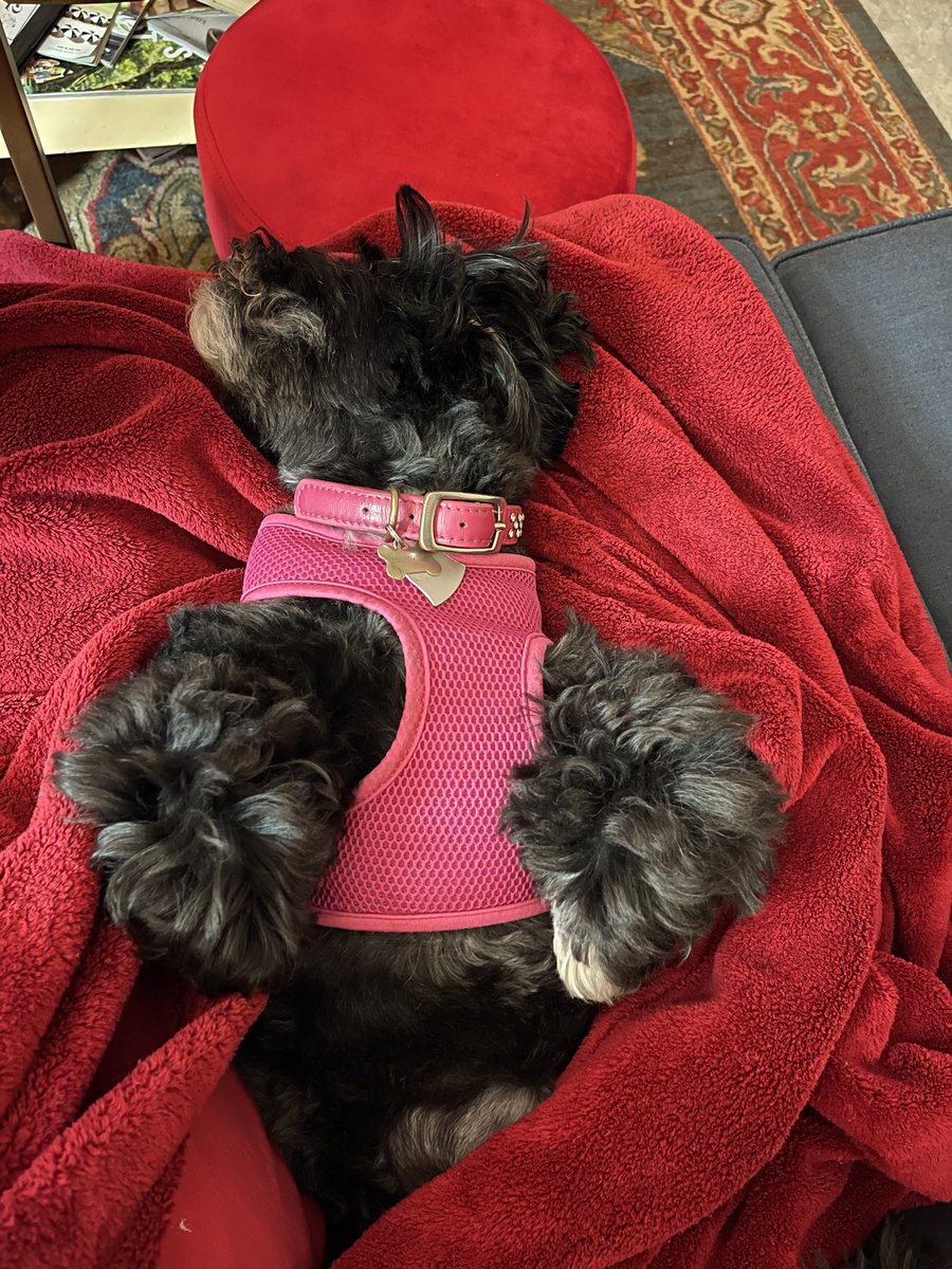 Tuckered out after a day at the groomers.