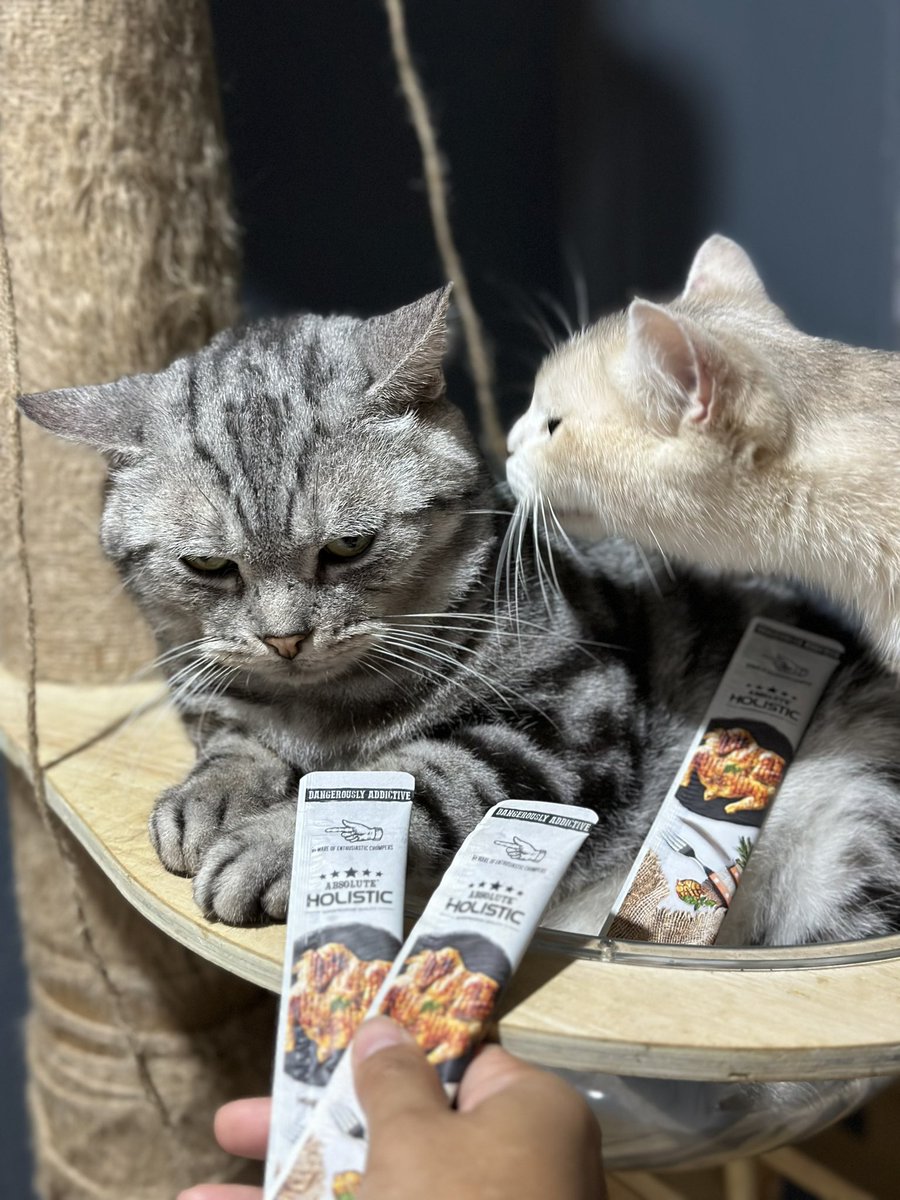 TodtyTodty30's tweet photo. ใจเย็นๆไอ่อ้วน 😌 #absoluteholistic #petcircle #ขนมแมวเลีย https://t.co/0Iatz9cUux