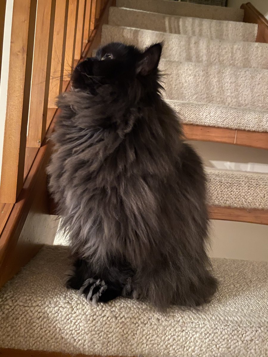 Doris McFloofle tweet media