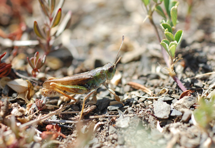 A review of the Anatolian Gomphocerus Thunberg, 1815 (#Orthoptera: Acrididae: Gomphocerinae) via morphological and bioacoustics characters: data suggesting a #newspecies, a new subgenus and three new statuses
mapress.com/zt/article/vie… 
#Taxonomy #grasshoppers