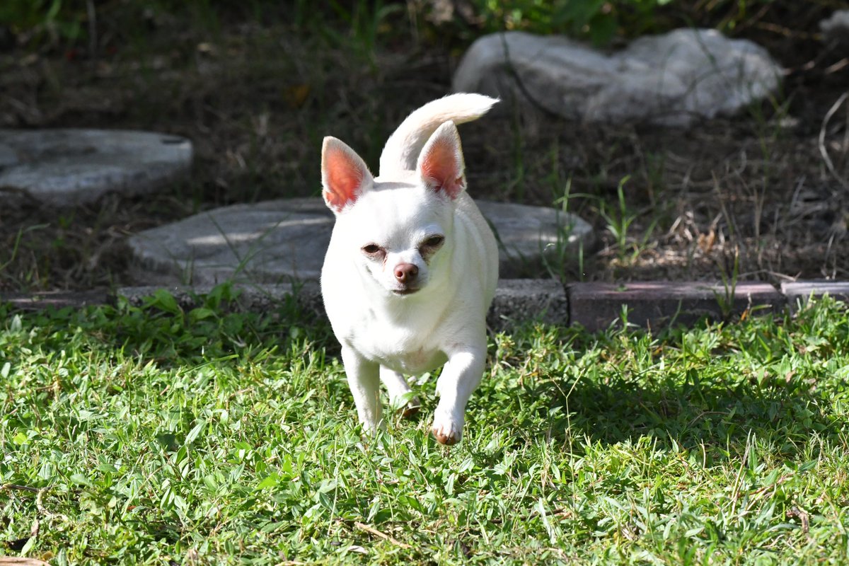 ANatureGal's tweet photo. #InCaseOfEmergencyDoNot Donโt leave your pets behind! They are family too. https://t.co/8OjXVjb7yG