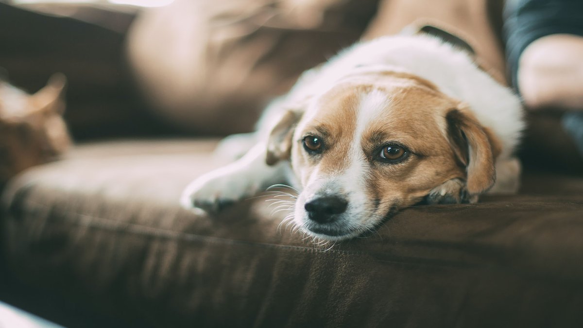 sage_s65739624's tweet photo. In addition, you are presumably sleep-deprived if your dog wakes you up hours earlier than the actual alarm sets off, but you're also probably asking, "Why does the dog wake me up?" #Dogs #Pets #Dog_Training #Why_Does_My_Dog_Wake_Me_Up
https://t.co/sehdzzpjt3 https://t.co/WIAL3wCoKp