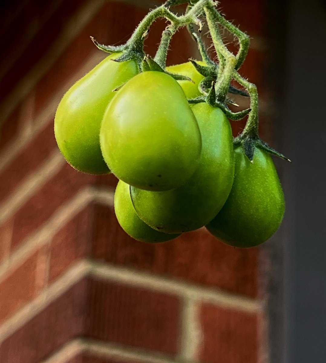 Morning!
#garden  #gardening  #greentomatoes #stillhere #mygarden #tomatoes #midwestgardening  #growyourown  #eatwhatyougrow