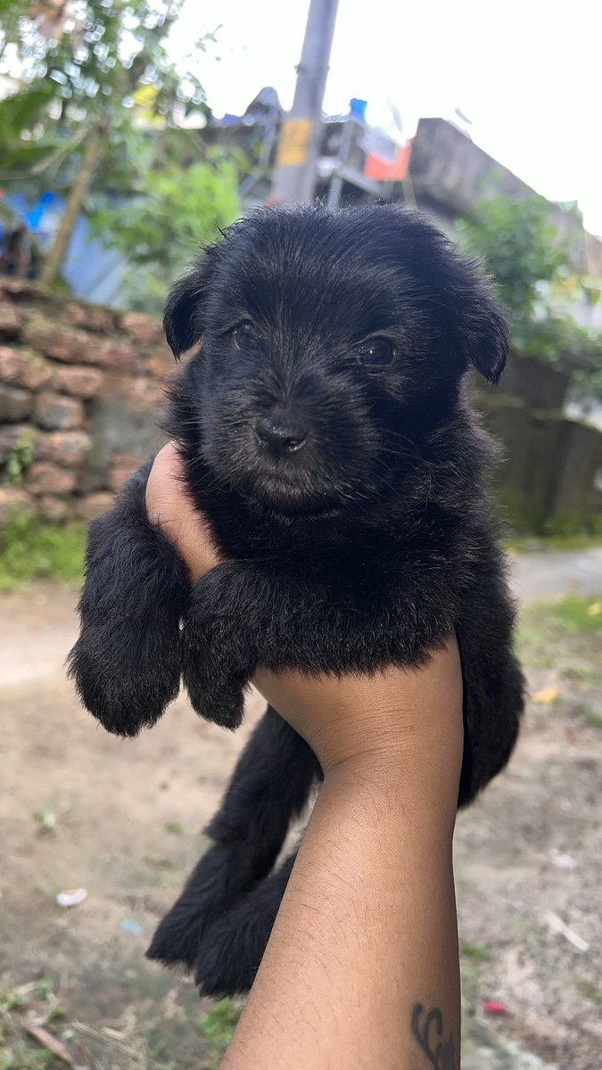 Lhasa apso male and female puppies fpr sale ..35 days old .. 
Location:  ernakulam  

#lhasapuppy #puppyforsale