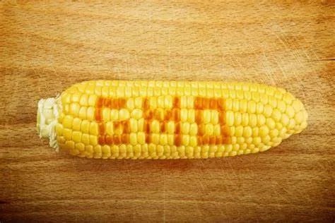 Court allows planting of GMO maize in Kenya shorturl.at/eiCHM