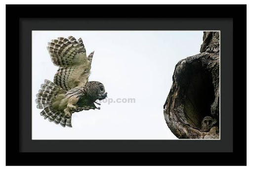 Flying in to Feed!

fineartamerica.com/featured/flyin…

#wildvisiondotcom
#puttaswamyravishankar
#perfectgift #ಪುರಶಂ #fstopdotcom #bangaloredotcom #nature #naturephotography #BuyIntoArt #AYearForArt #Art #cosmictouchdotcom #visualrhythmcampus