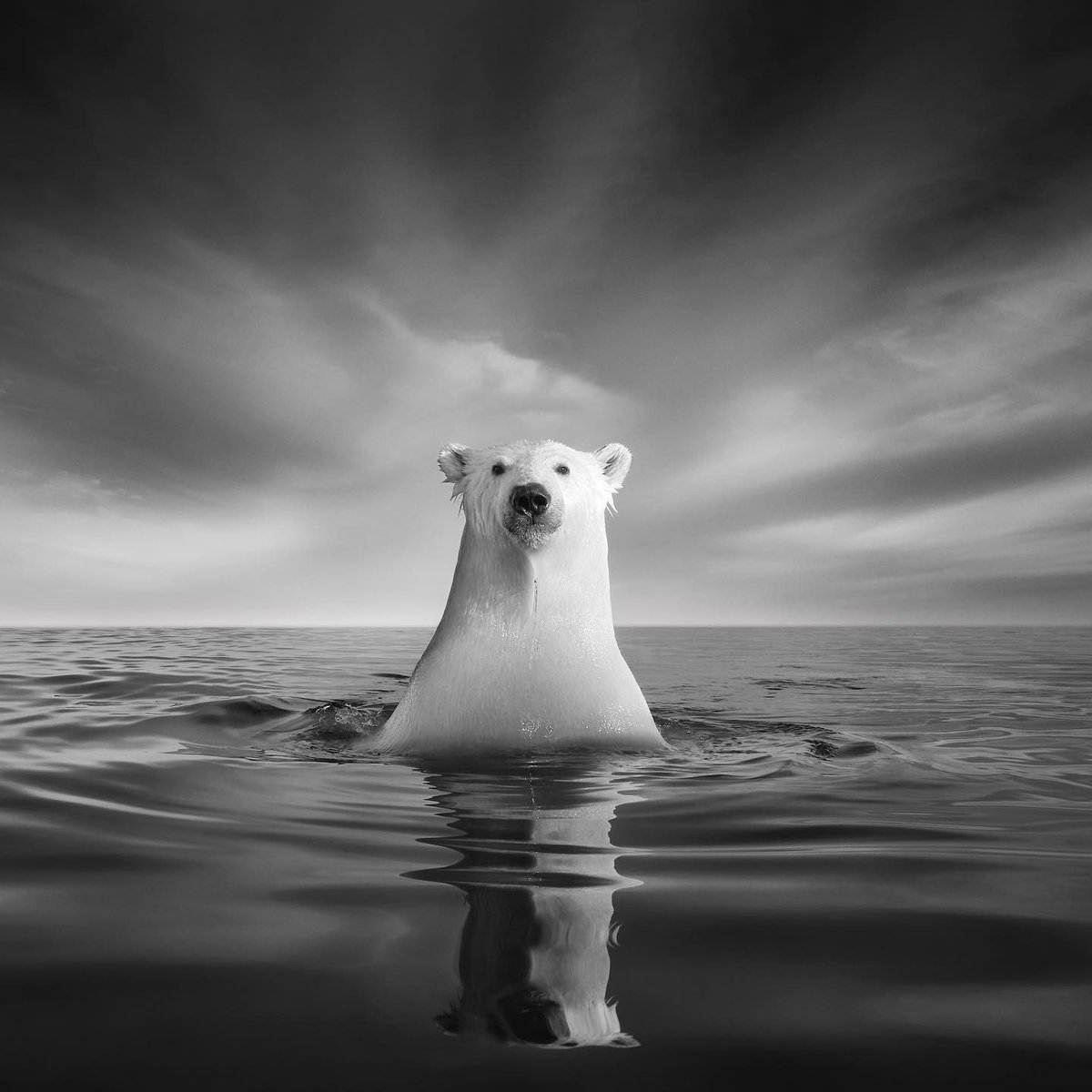 Saviez-vous que les ours polaires pourraient disparaître de la banquise d'ici à 2100 ?

📸 Kyriakos Kaziras 

Canon EOS 5D Mark III
Objectif : EF 24-105mm f/4 L IS USM
Distance focale : 24mm
Ouverture : f/13
Vitesse : 1/640s
ISO : 640

#CanonFrance
#LiveForTheStory