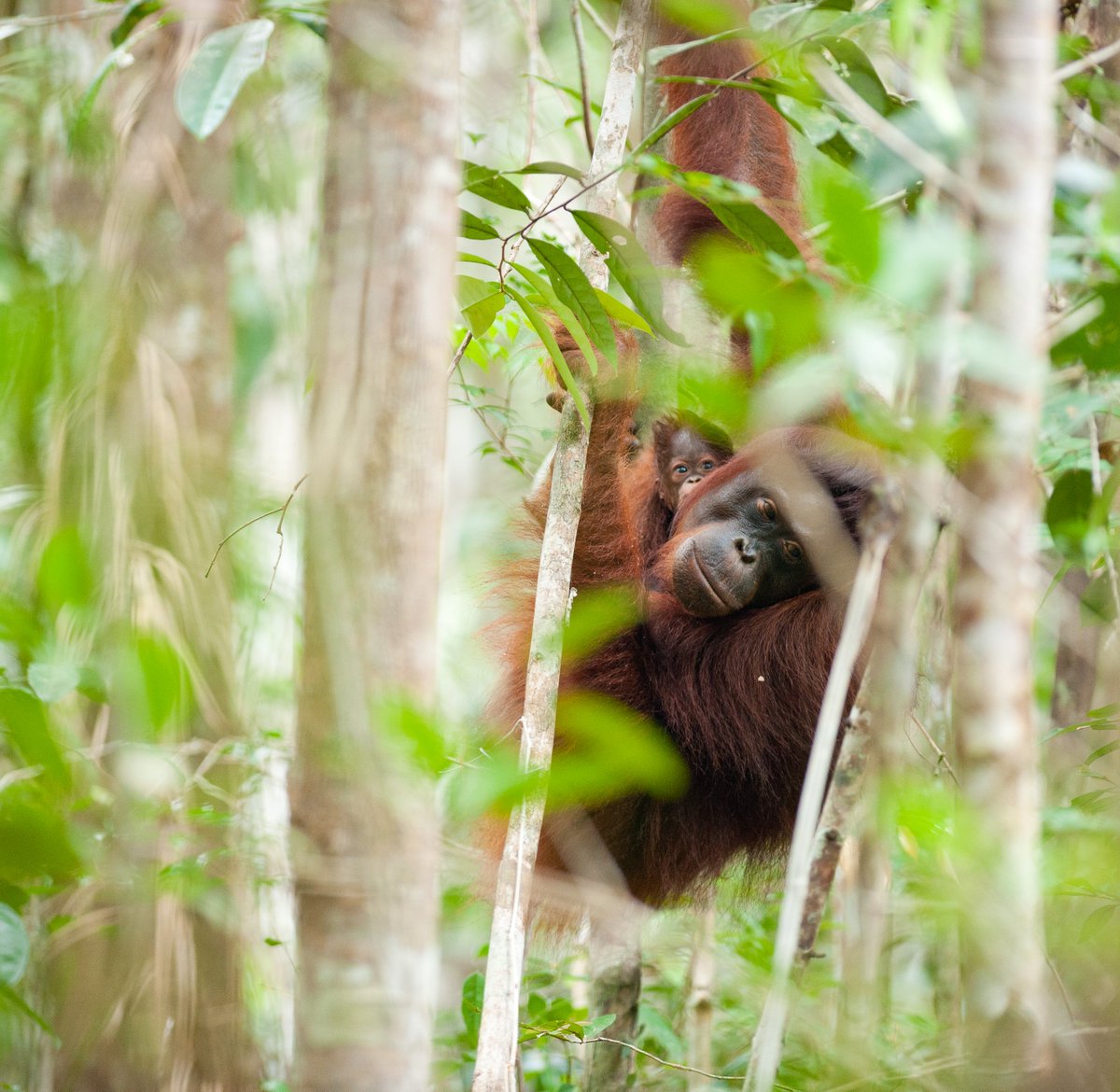 BREAKING NEWS: Zoos are critical to saving plants &amp; animals 🌍🌱

Yesterday in a momentous Position Statement the <a href="/IUCNssc/">IUCN Species Survival Commission</a> recognised the vital work of zoos like ours as being critical to species conservation 🤝

Read our response 👉 bit.ly/3RVfDKQ

#Conservation #Zoo