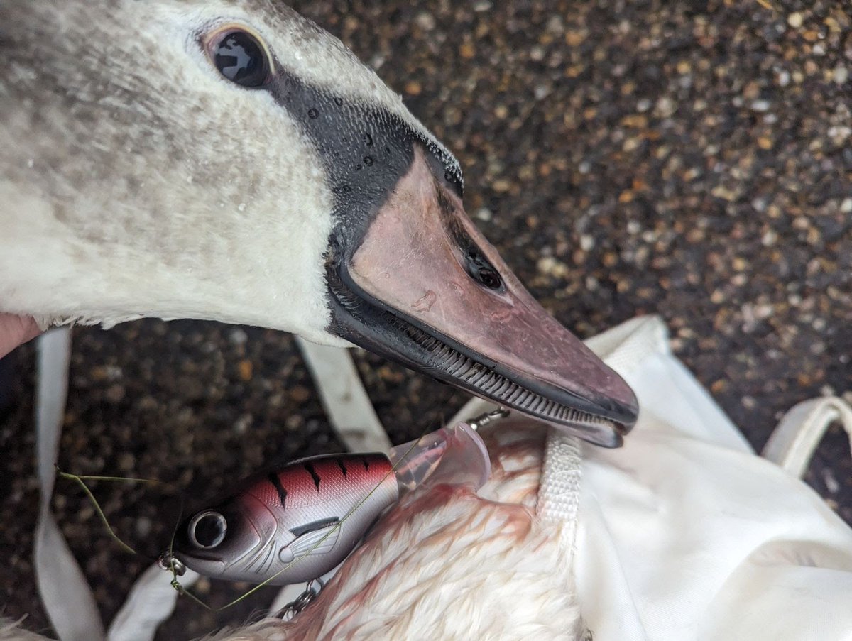 ARO Lee came to the rescue of this cygnet in #manchester, he was able to catch him, remove the hooks and get him to a rescue centre for some pain relief, anti biotics and some R&R. Hopefully he will be ready for release in a few days! 🦢 (72)