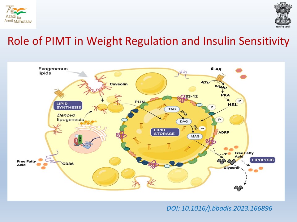 Department of Biotechnology (@dbtindia) on Twitter photo .<a href="/drils_lifescien/">Dr.Reddy's Institute of Life Sciences</a> researchers in a collaborative study observed that knockdown of PIMT/TGS1 in diet induced obese mice limits body weight gain along with enhanced insulin sensitivity and may be a potential target in maintaining energy metabolism <a href="/DrJitendraSingh/">Dr Jitendra Singh</a> <a href="/rajesh_gokhale/">Rajesh Gokhale</a> .<a href="/drils_lifescien/">Dr.Reddy's Institute of Life Sciences</a> researchers in a collaborative study observed that knockdown of PIMT/TGS1 in diet induced obese mice limits body weight gain along with enhanced insulin sensitivity and may be a potential target in maintaining energy metabolism <a href="/DrJitendraSingh/">Dr Jitendra Singh</a> <a href="/rajesh_gokhale/">Rajesh Gokhale</a>