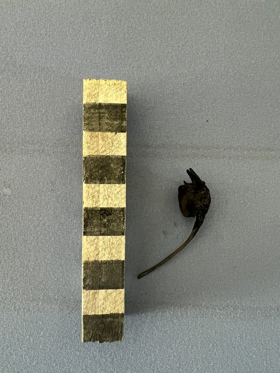 My post ex team found this in a period I context- circa AD85-95! One big fish that I think would make <a href="/Dr_Fishbones/">Dr Hannah Russ FSA MCIfA</a> very happy! We have a running bet on the species- any guesses?