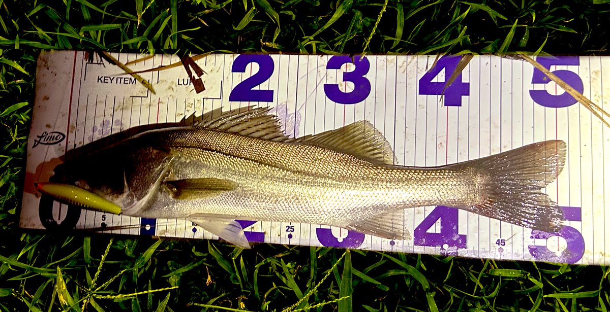 bluefishing0928's tweet photo. オグルよく釣れるねえ、、
去年冬大先輩にあたる人に激推しされて買ってみて、今年本格的に試用してるけどこんなに釣れるとは思わなかった…
良いルアーだね!
#いつぞやの載せ忘れ
#NORTHCRAFT #AirOGRE
#肩痛すぎるので今日はのんびり https://t.co/gRvWRzs09W