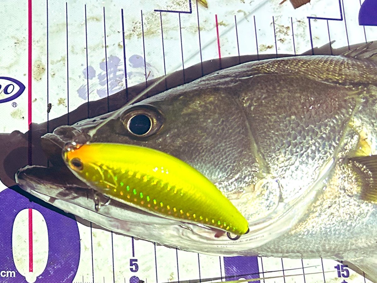 bluefishing0928's tweet photo. オグルよく釣れるねえ、、
去年冬大先輩にあたる人に激推しされて買ってみて、今年本格的に試用してるけどこんなに釣れるとは思わなかった…
良いルアーだね!
#いつぞやの載せ忘れ
#NORTHCRAFT #AirOGRE
#肩痛すぎるので今日はのんびり https://t.co/gRvWRzs09W