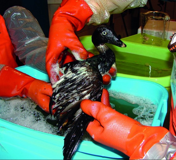 BonnAgreement's tweet photo. We are pleased to publish the new Chapter on Oiled Wildlife in out Counter Pollution Manual: https://t.co/dKTVh6h03n.

Updated by @EUROWA_EU and France it includes developing national response plans, regional cooperation, and preparedness and response to a pollution incident. https://t.co/JCCNgWnaR2