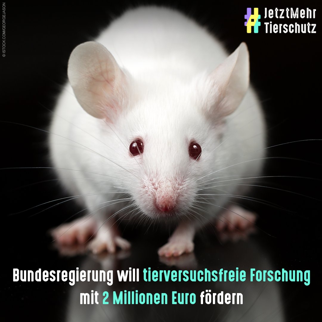 Guter Schritt, dass die Regierung Mittel bereitstellt, #Tierversuche zu reduzieren und tierversuchsfreie Methoden zu etablieren. Ziel der im Koalitionsvertrag versprochenen Strategie muss der komplette Ausstieg aus Tierversuchen sein: jetzt-mehr-tierschutz.de/tierversuche #JetztMehrTierschutz