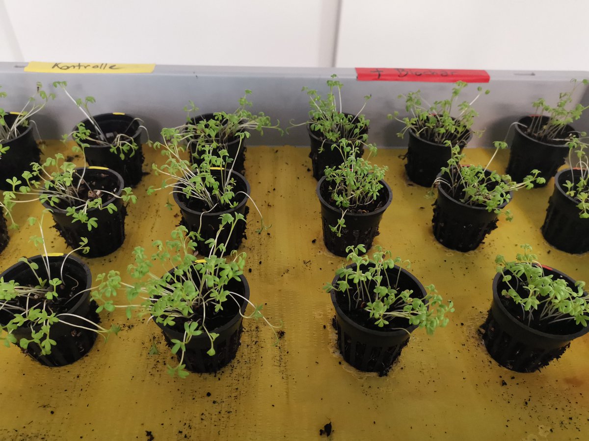 CDRterra's tweet photo. Der #CDRDialog neigt sich langsam dem Ende zu - aber im @msc_lab des Deutschen Museums können Interessierte sich noch bis zum 28. Oktober 2023 über #CDR-Methoden informieren & selbst experimentieren, wie man der Atmosphäre #Kohlendioxid entziehen kann.
https://t.co/dVA4PPKvRF https://t.co/SbRj5vQviC