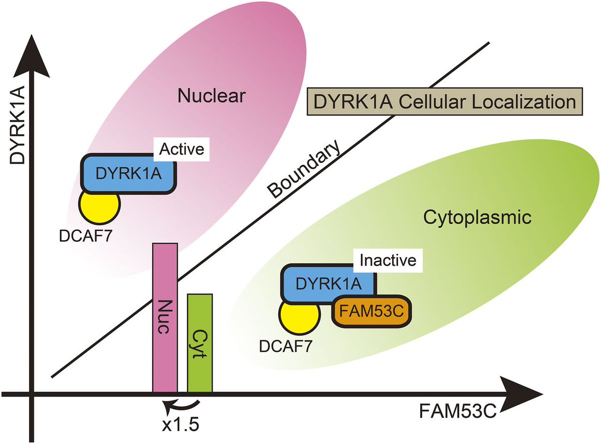 A previously uncharacterized protein FAM53C is identified as a binding partner for the kinase DYRK1A involved in many neurodevelopmental disorders, such as Down syndrome and autism. FAM53C anchors DYRK1A in cytoplasm in a kinase-inactive state <a href="/KyotoU_News/">Kyoto University</a> bit.ly/46nauzp
