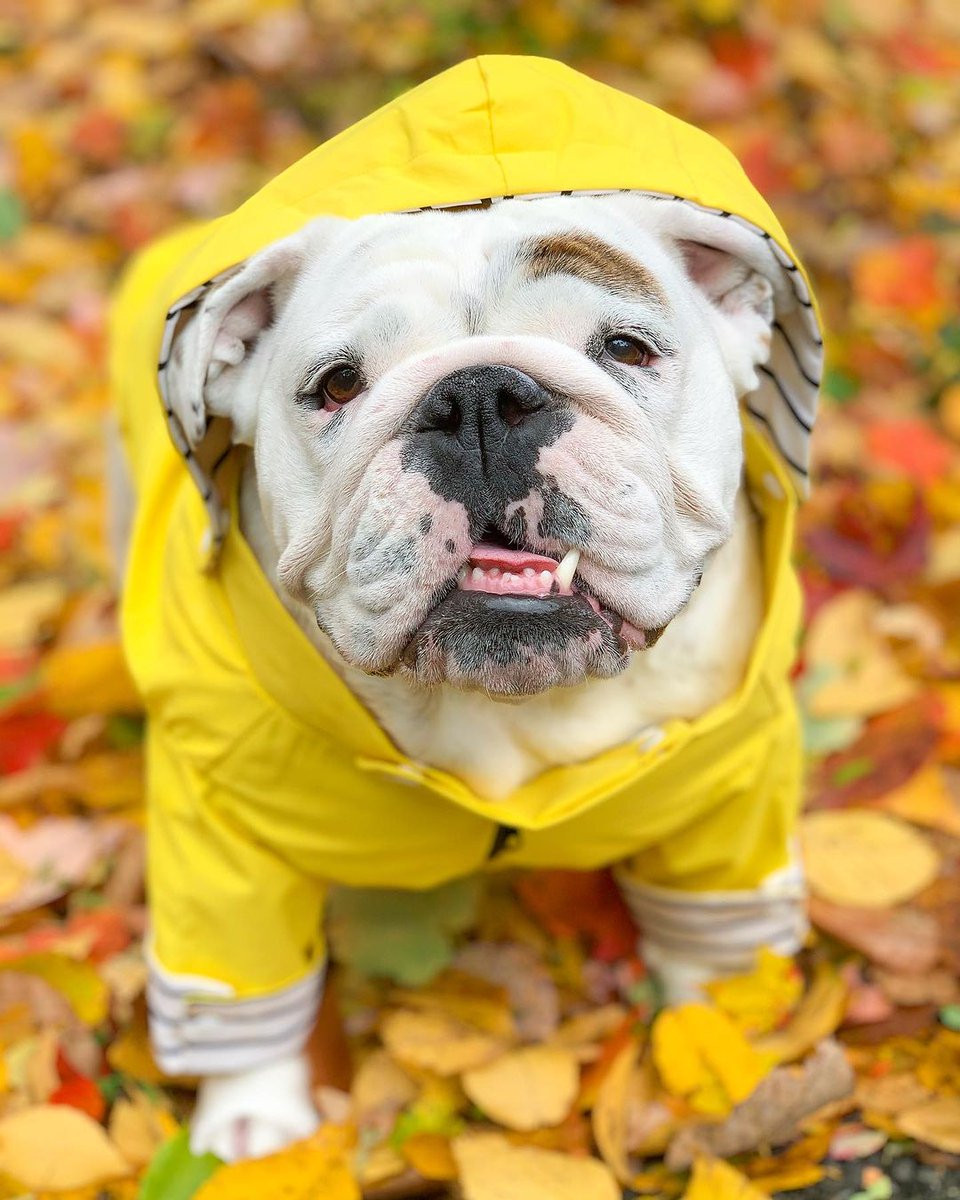 Just some fall favorites to make you smile on this Monday 🍂🍁🎃.
.
.
.
.

.
#eggnog #eggnogthebulldog #fallphotos #fallfavorites #photodump