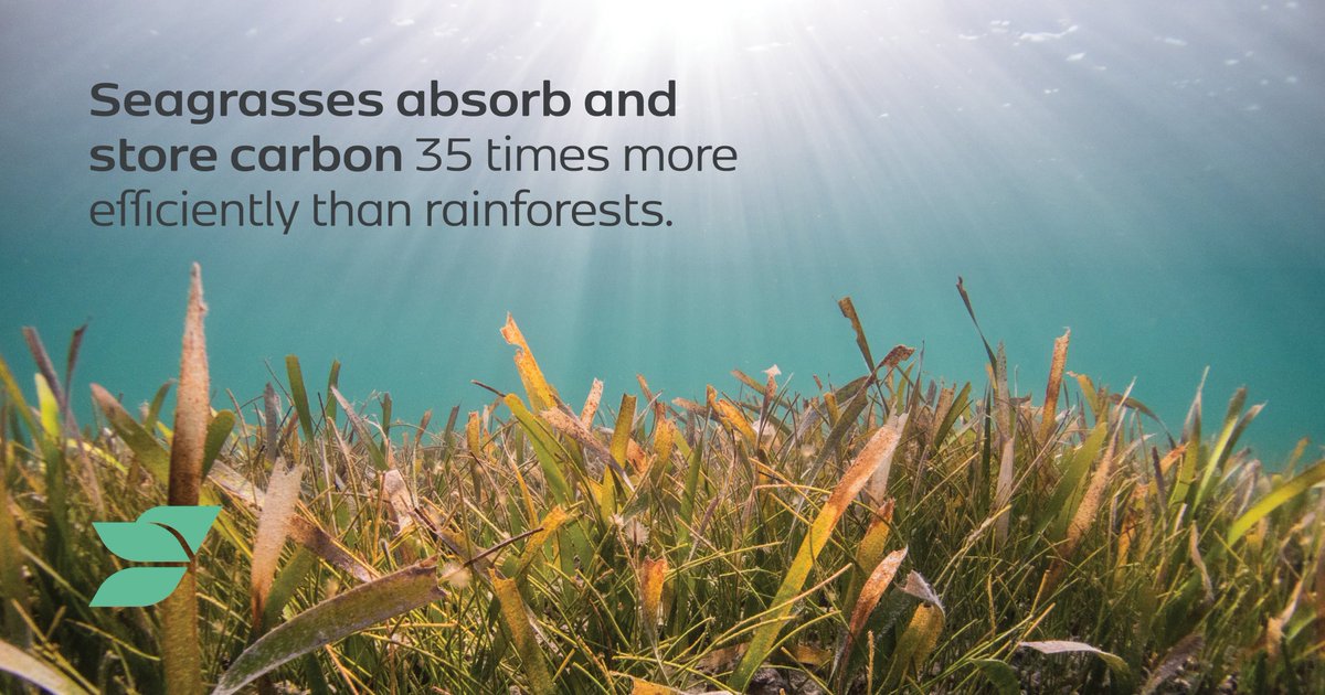 Seagrass is amazing - it stores more carbon even than rainforests! But we lose two football pitches worth every hour.

That's why we are proud to donate to <a href="/ProjectSeagrass/">Project Seagrass</a> as part of our environmental action as an association.

#Sustainability #LanguageSchool #LanguageEducation