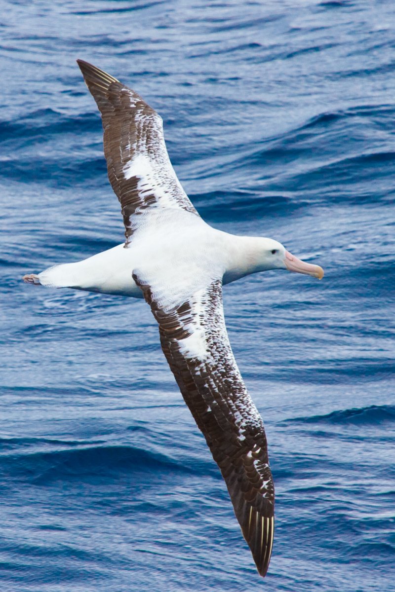 A new @Env_Sci study provides first evidence that wandering albatrosses may use infrasound to help them navigate long and featureless foraging trips ➡️ bit.ly/45tqNJC