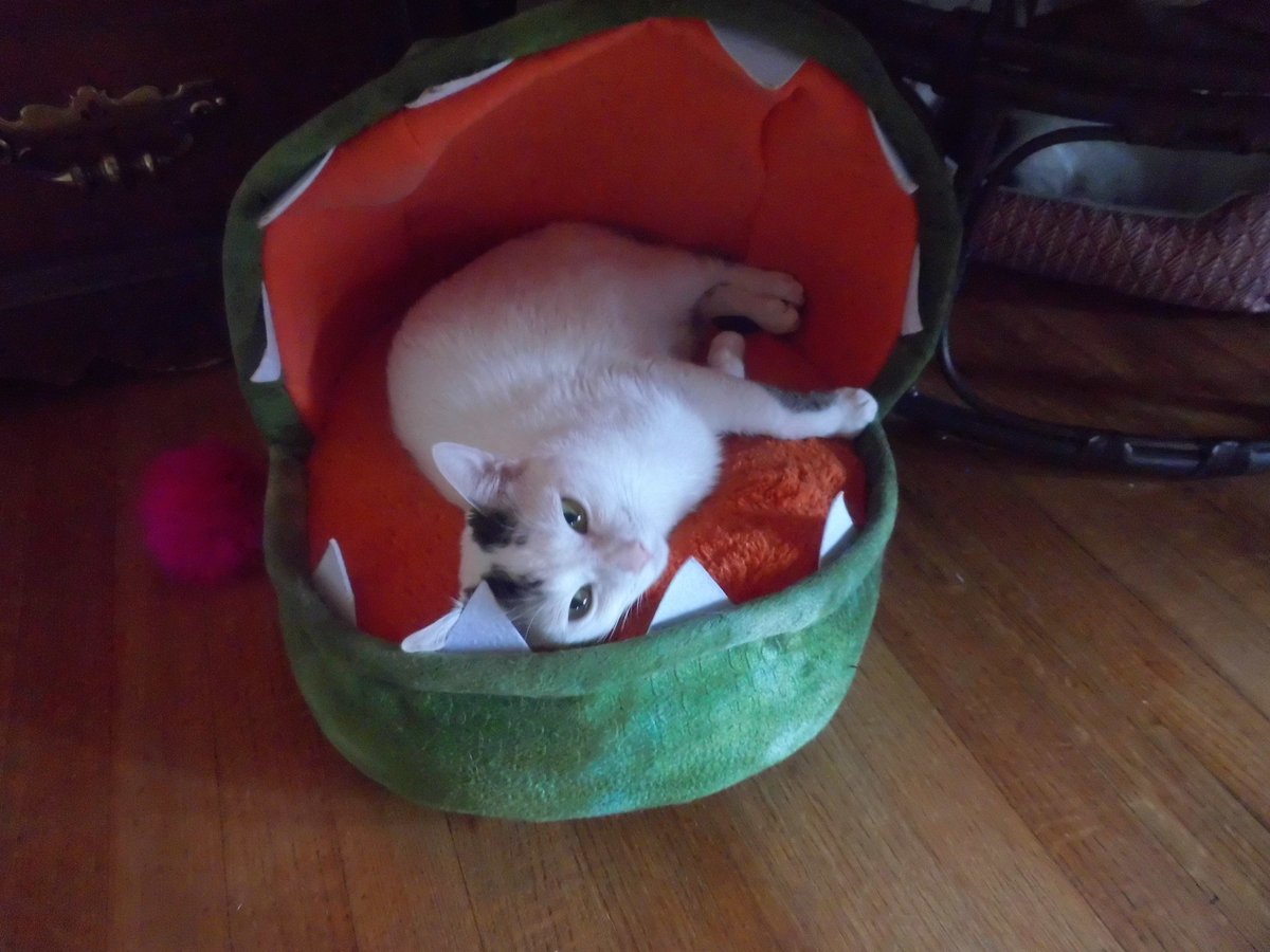 Pigpen🦁🐍 tweet media