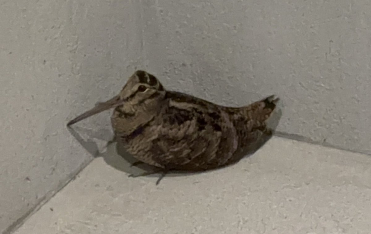 家の駐車場にいたんですけど、
ヤマシギであってますかね、、？笑

放置でいいのかな、、、
#野鳥 #鳥 #質問 #東京