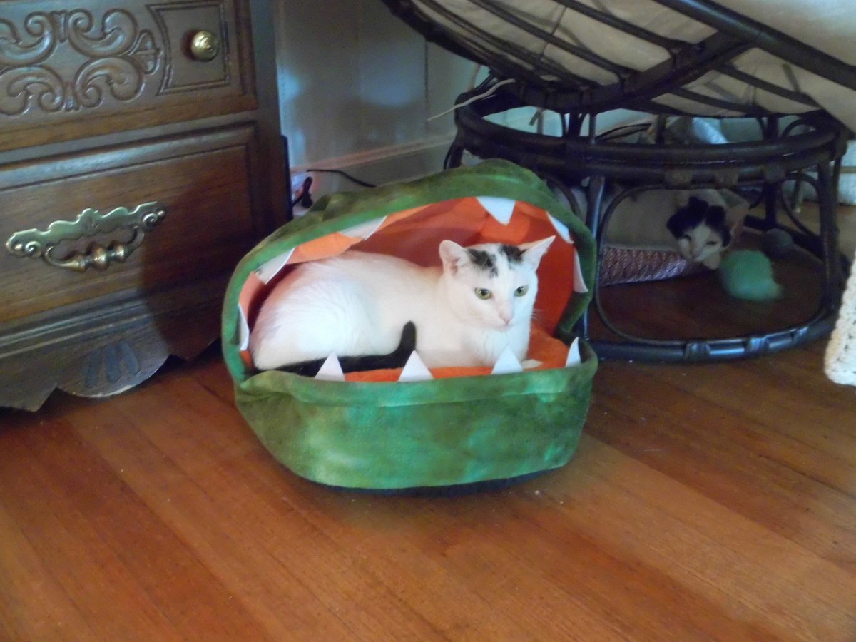 Pigpen🦁🐍 tweet media