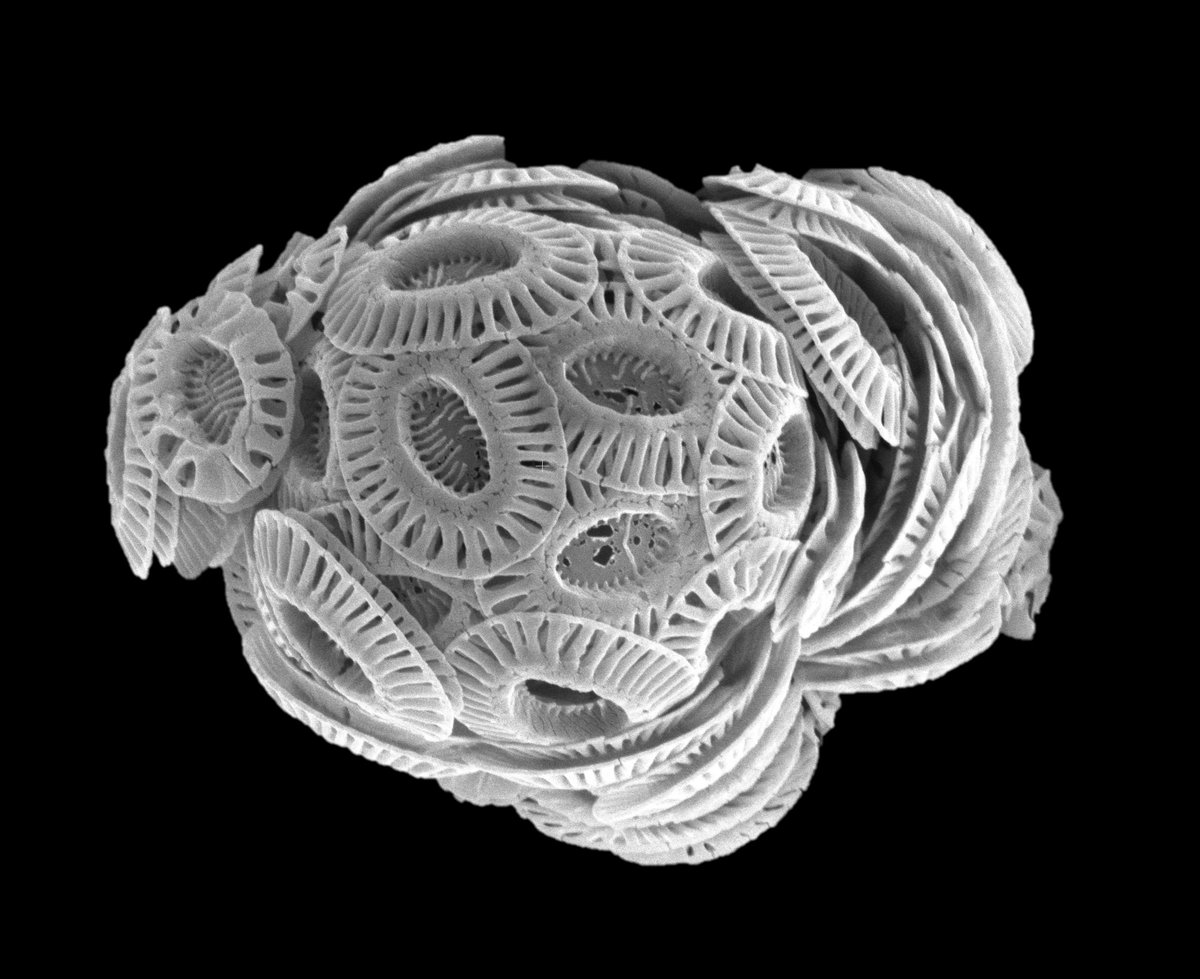 #WorldAlgaeDay Coccolithophores are highly calcified marine phytoplankton that can form huge blooms in our oceans. Researchers at the MBA are studying how these tiny algae are able to produce their beautiful coccoliths!

Read more: buff.ly/3ZSKeul 
<a href="/D_J_Sturm/">Daniela Sturm</a> @GLWheeler2