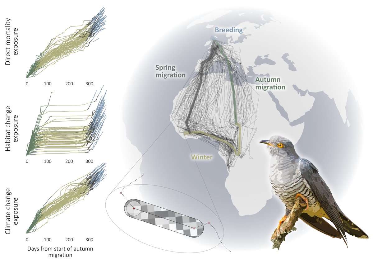 Our new OA paper is out here: doi.org/10.1111/gcb.16… We present an approach for combining tracking data and remote-sensed threat maps to quantify year-round individual risk exposure. We use @_BTO Cuckoo tracking data to reveal seasonal and flyway differences in risk exposure.