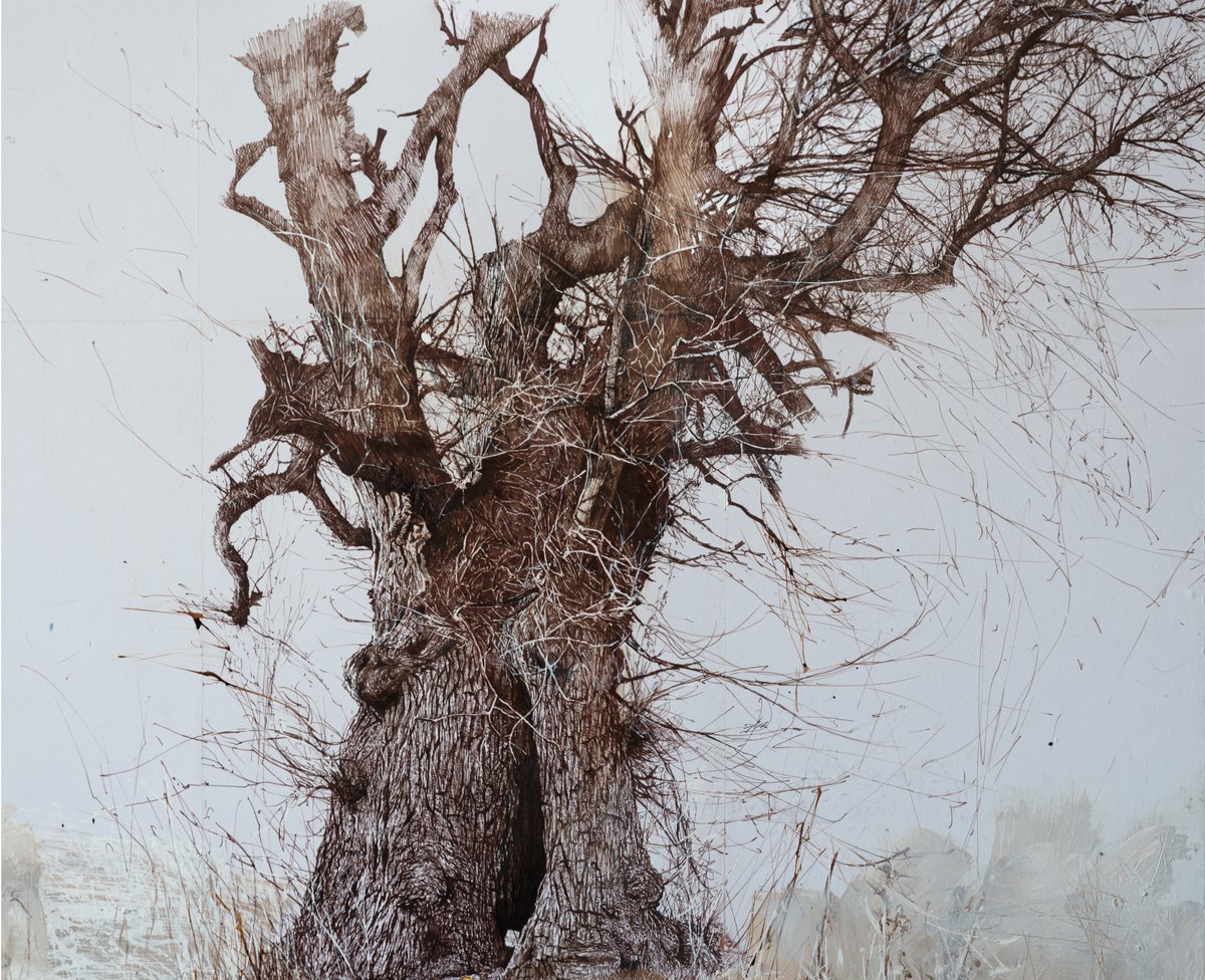 Work in progress on my drawing of an ancient English elm in Brighton, a rare, perhaps unique survivor at this size and age. Sepia pen and ink 81 x 100cm
#elm #trees #brighton #drawing #britishlandscape #nature #globalwarming
