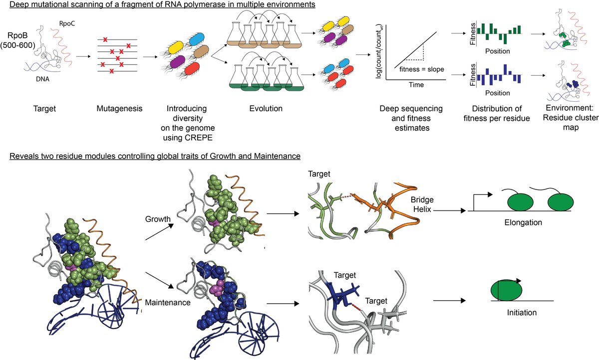 ChoudhuryAlaksh's tweet photo. Our work: Deep mutational scanning reveals the molecular determinants of #RNApolymerase-mediated #adaptation and #tradeoffs with @ten_olivier and @ZoyaDixit: https://t.co/WmF1MnGVtL done at @IAME_Center was just published in @NatureComms https://t.co/bu4cMT771S