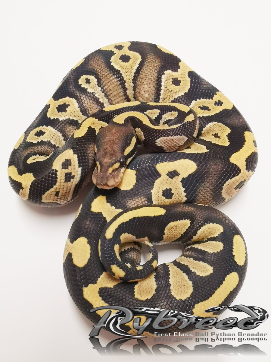 Pybreed1's tweet photo. Black Head Yellowbelly Desert Ghost
#ballpython #ballpythons #pythonregius #snakes #snek #Snake #royalpython #königspython #desertghostballpython #reptilian #reptile #reptiles #schlange #terrariafanart #animal #animals #animallover #AnimalCrossing #pets #球蟒 #볼파 #볼파이톤 https://t.co/YwSSBOY7S9