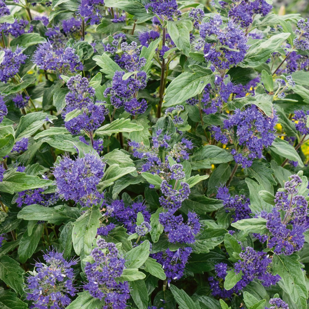 marshallsgardn's tweet image. Can you identify this stunning garden gem with vibrant blue blooms and an air of elegance? It's time to put your botanical knowledge to the test! 🤓

Drop your guesses in the comments below!

#BotanicalChallenge #PlantLovers #NameThatPlant #NatureMystery #GardenEnthusiast