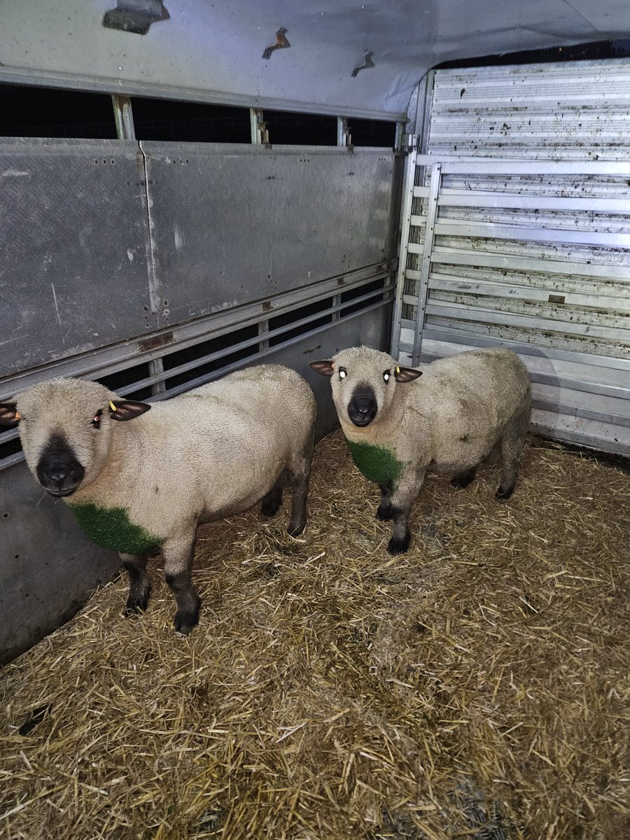 josh (@joshmaude5) on Twitter photo Fit up with 2 really good tups from <a href="/thelumbflock/">John Craig</a> straight out to work last night preparation for lambing time 2024 is go!  #lambing24 <a href="/HampsSheep/">Hampshire Down Sheep</a> #sheep Fit up with 2 really good tups from <a href="/thelumbflock/">John Craig</a> straight out to work last night preparation for lambing time 2024 is go!  #lambing24 <a href="/HampsSheep/">Hampshire Down Sheep</a> #sheep