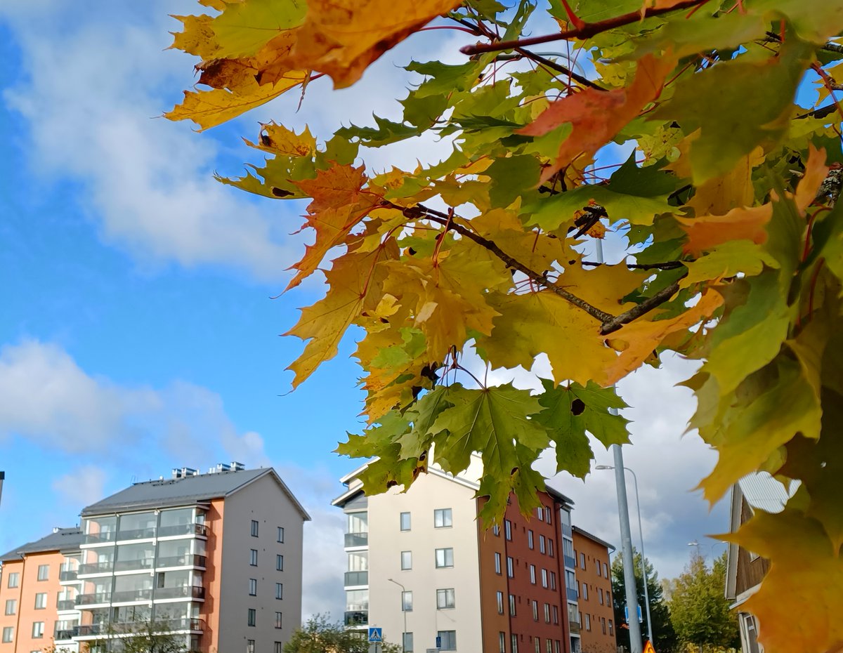 #Asumisoikeusasuminen kiinnostaa etenkin ikääntyviä ja sinkkuja, Helsinki ehdoton suosikki. Tilanne syyskuu 2023, lue lisää: ara.fi/fi-FI/Ajankoht… #asuminen @HelsinkiKymp @Hiltuha