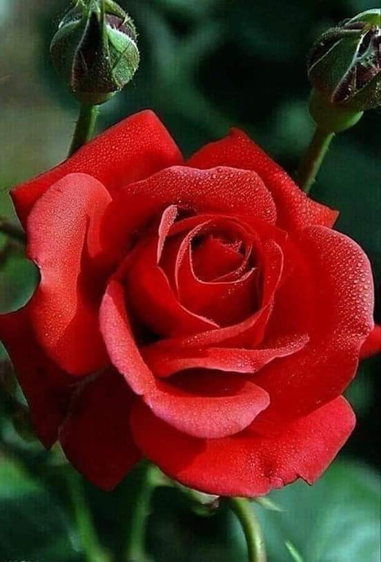 Buongiorno vi lascio un pensiero ed un sorriso....duomo molto stanca, ma voglio augurarvi una meravigliosa giornata piena dì cose belle e piacevoli ❤️